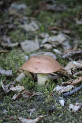 brown short mushroom close up with twigs surrounding