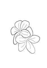 Frangipani