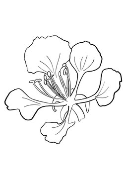 recommend clip art: Poinciana