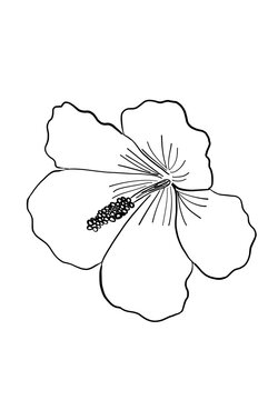 recommend clip art: Hibiscus