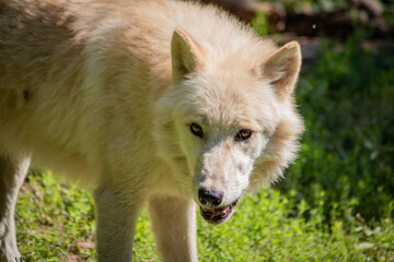 hechelnder weißer Wolf