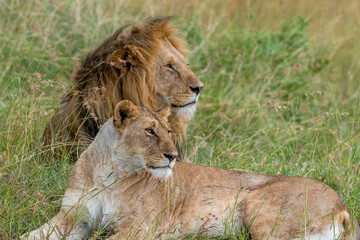 Lions resting on lush green field