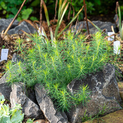 梅雨が明けぬ朝