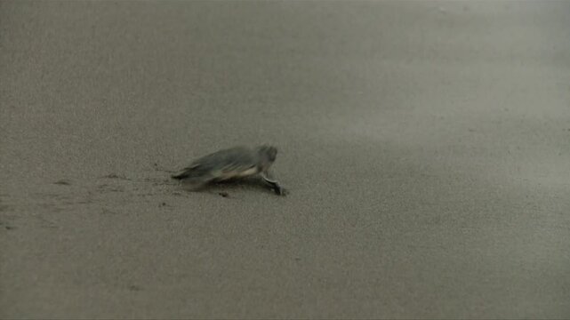 An infant Caretta caretta marine turtle is struggling on a long road running and finally arrives to the sea.