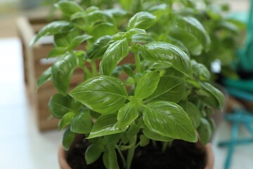 Potted basil growing on table, closeup. Fresh herb