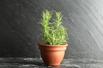 Rosemary plant growing in pot on dark textured table. Aromatic herb