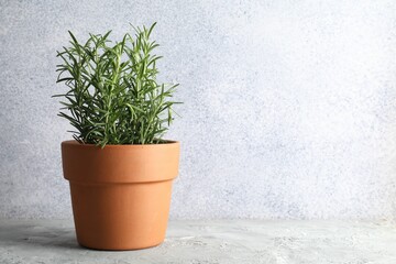 Rosemary plant growing in pot on grey textured table, space for text. Aromatic herb