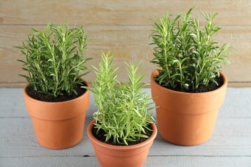 Rosemary plants growing in pots on grey wooden table. Aromatic herb