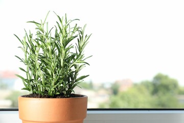 Rosemary plant growing in pot near window, space for text. Aromatic herb