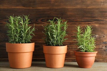 Rosemary plants growing in pots on wooden table. Aromatic herb