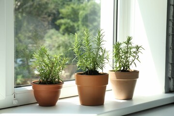 Aromatic rosemary plants in pots on windowsill indoors