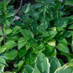 梅雨が明けぬ朝