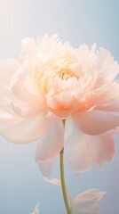 Obraz premium Peony at the center carnation blossom flower.