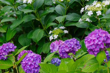 カラフルな紫陽花
