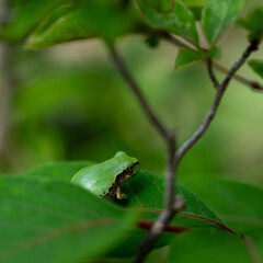 梅雨が明けぬ朝