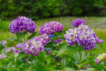 薄紫色のあじさい
