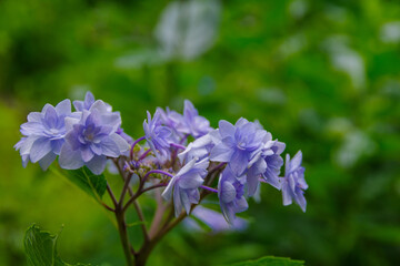 Fototapeta premium 梅雨の晴れ間に咲く紫陽花 