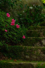 新緑に包まれた石段
