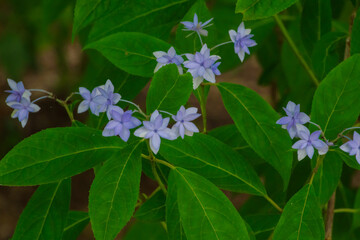 梅雨の晴れ間に咲く紫陽花
