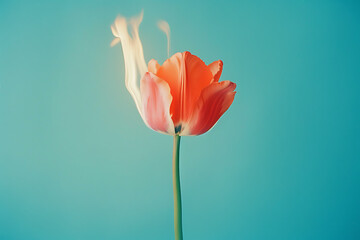 Tulip flower with flame on blue background,