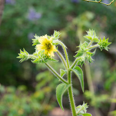 梅雨が明けぬ朝