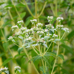 梅雨が明けぬ朝