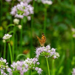 梅雨が明けぬ朝