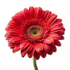 Red rose flower isolated on transparent background
