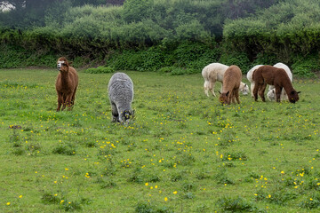 A herd of alpacas grazes on a green flower meadow in summer