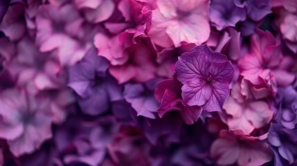 Fototapeta premium A dreamy soft focus image featuring a collection of purple and pink flowers. The colors blend harmoniously, evoking a sense of calm and tranquility in the viewer.