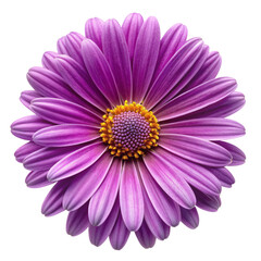 Obraz premium Purple daisy flower isolated on transparent background
