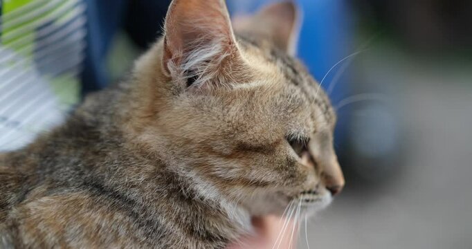 stray can in the hands, petting little kitten outdoor. helping stray cats concept High quality 4k footage