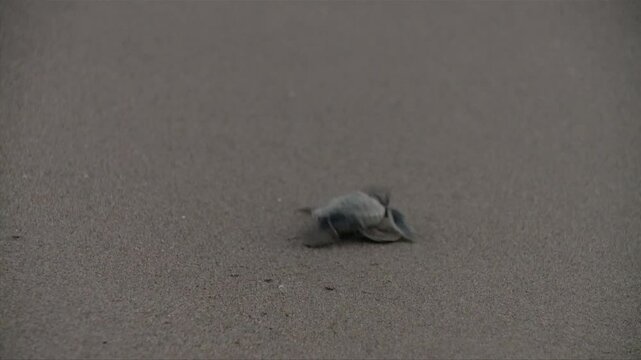 A marine turtle, Caretta caretta is running to the sea on the beach.