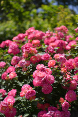 ピンクの薔薇の花