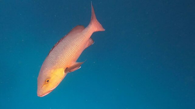 Lutjanus bohar fishes and one Indo-Pacific sergeant swim in blue waters of Great Barrier Reef, Australia