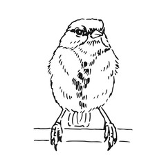 Titmouse. Hand drawn vector illustration ink style.