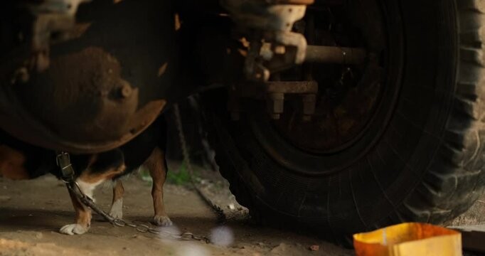 domestic dog mixed breed scared dog outdoor. Save animal concept High quality 4k footage