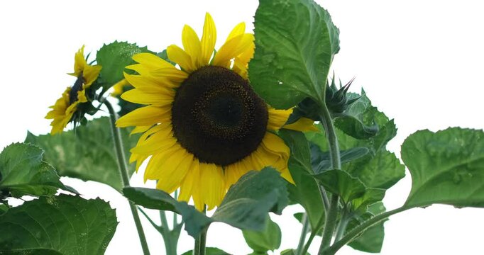  a wide field of blooming sunflowers swaying in the wind. Sunflowers are a symbol of happiness and joy, and this video will bring a sense of lightness and cheer to any project. High quality 4k footage