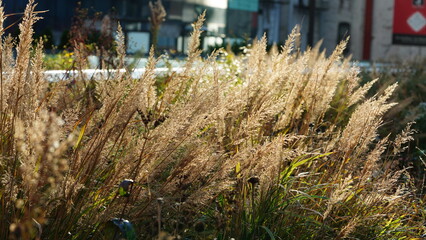 The beautiful New York city view with the colorful autumn trees and buildings as background in autumn