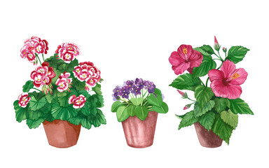 Set of indoor flowers. Hibiscus, royal geranium, violet in brown pots. All objects are hand-painted with watercolors. For printing on seed packages, fabrics, logos, designs. Watercolor illustration.