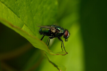 Bubbling behaviour for cooling by a Common green bottle fly