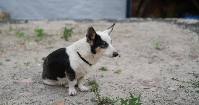domestic dog mixed breed scared dog outdoor. Save animal concept High quality 4k footage