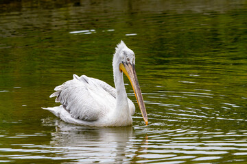 Dalmation Pelican - Pelecanus Crispus