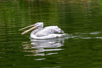 Dalmation Pelican - Pelecanus Crispus