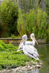 Dalmation Pelican - Pelecanus Crispus