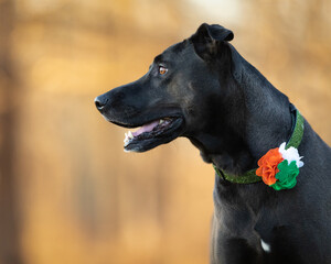 Dark brown mixed breed dog in park during golden hour
