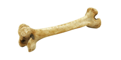 A single, isolated animal bone on transparency background