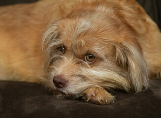 Sweet Pekingese, Pomeranian mixed breed dog with brown eyes