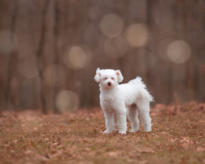 White, fluffy, mixed-breed dog in park