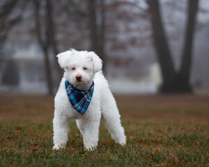 White Fluffy Dog in Park